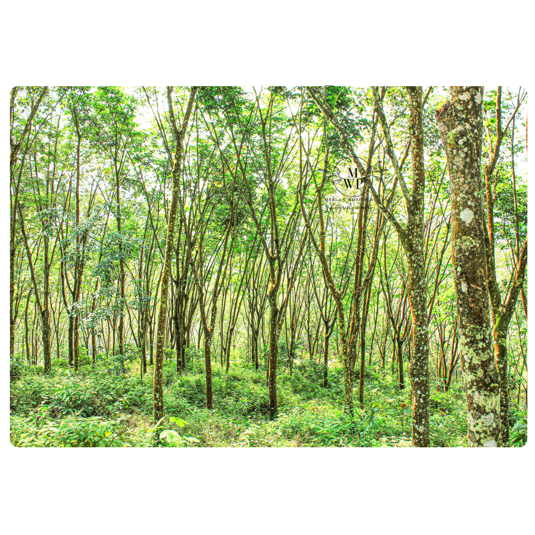 Rubber trees