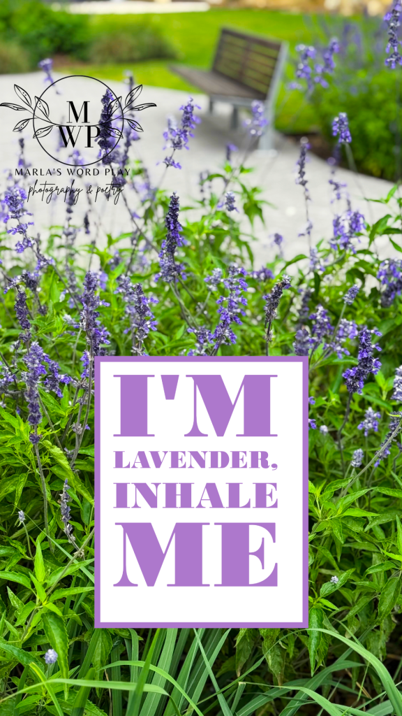 Purple lavender flowers