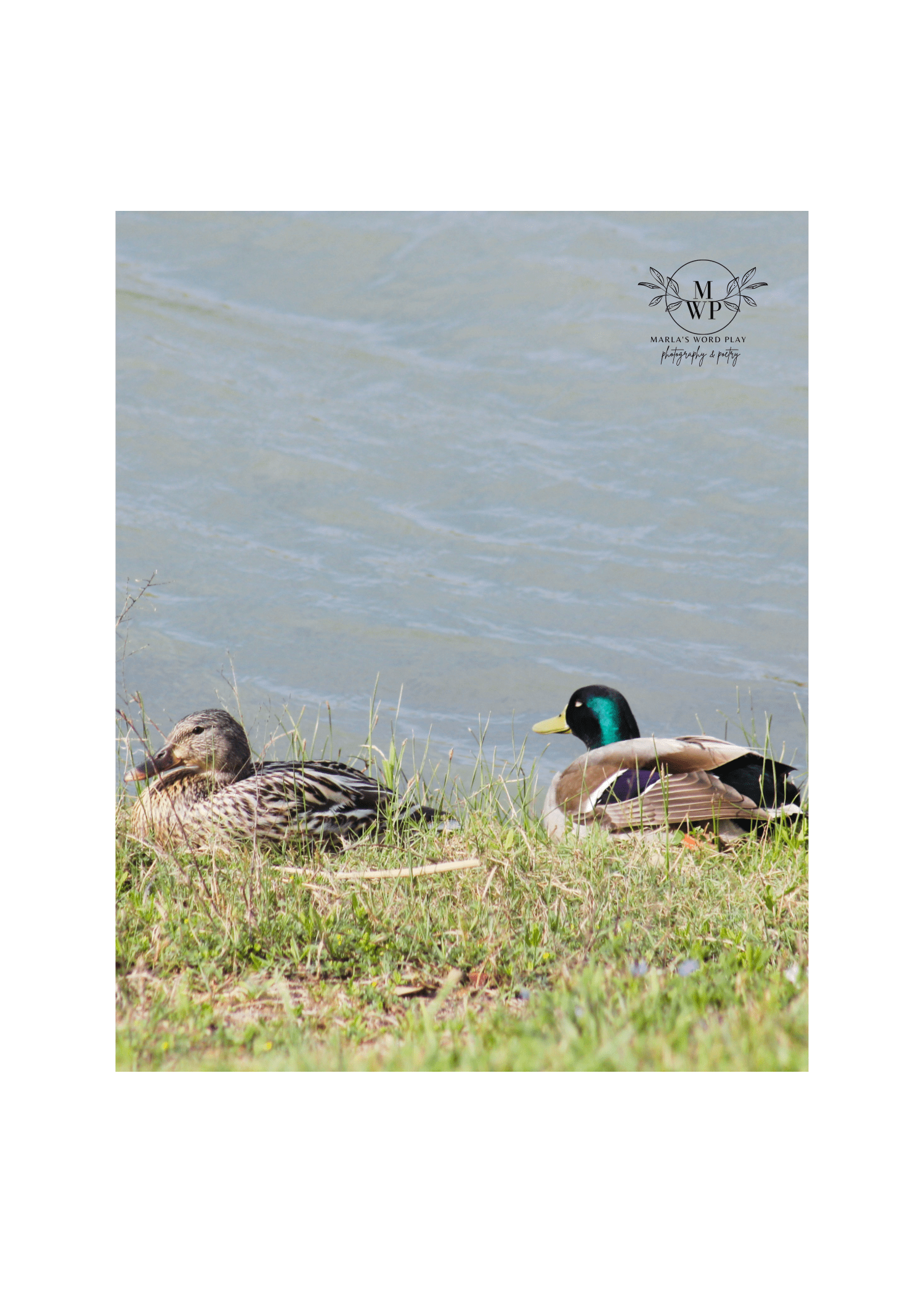 Mr & Mrs Duck